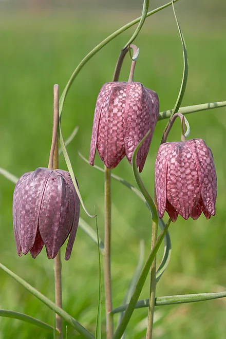 Snake's head fritillary (Fritillaria meleagris)