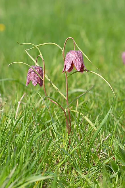Snake's head fritillary (Fritillaria meleagris)