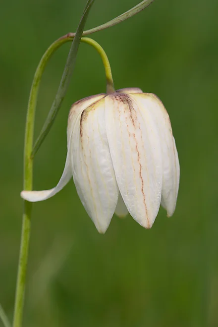 Snake's head fritillary (Fritillaria meleagris)