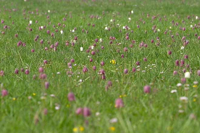 Snake's head fritillary (Fritillaria meleagris)
