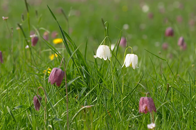 Snake's head fritillary (Fritillaria meleagris)
