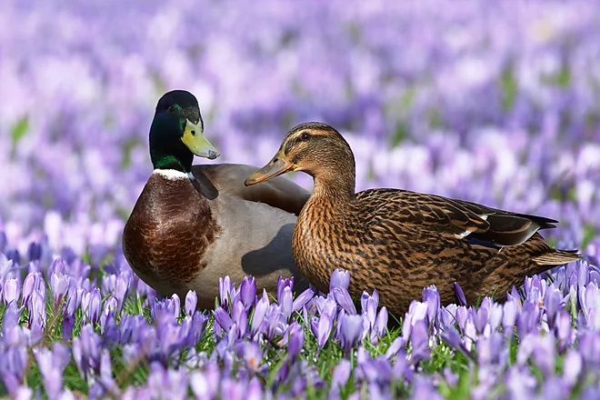 Stockente (Anas platyrhynchos)