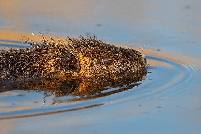 Nutria (Myocastor coypus)