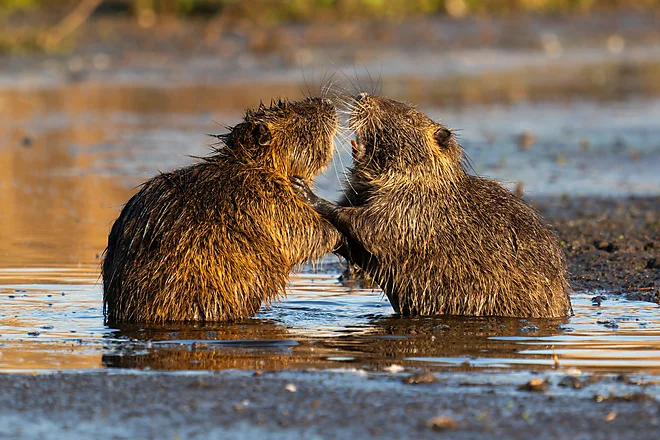 Nutria (Myocastor coypus)