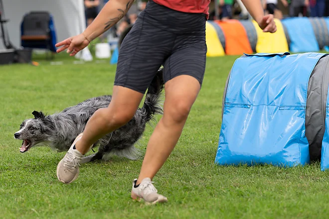 Border Collie im vollen Sprint nach dem Tunnelausgang beim Agility-Turnier