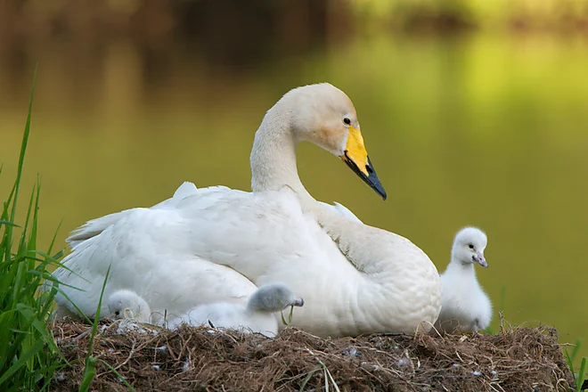 Singschwan mit Küken