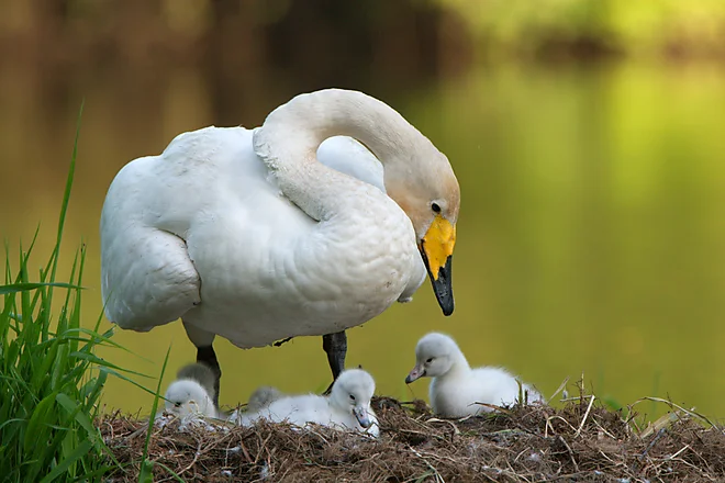 Singschwan mit Küken