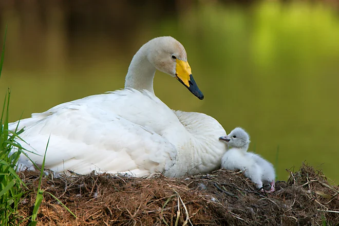 Singschwan mit Küken