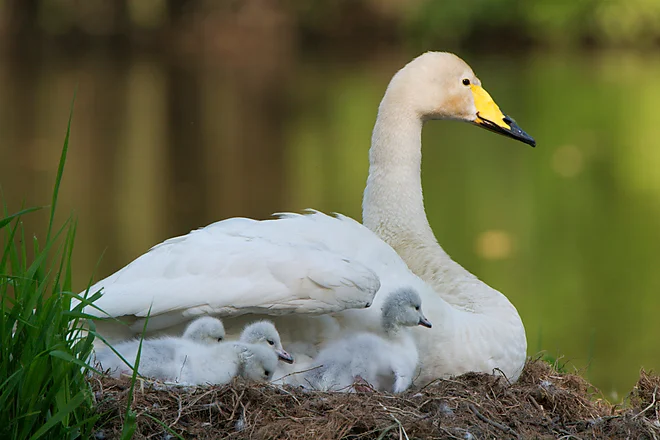 Singschwan mit Küken