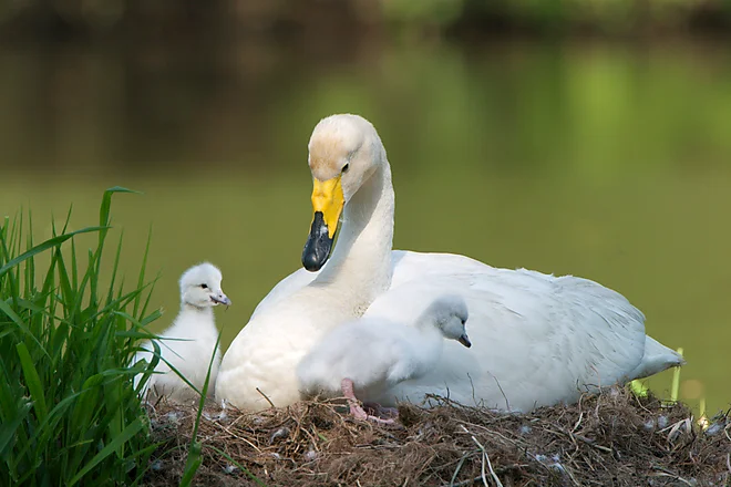 Singschwan mit Küken