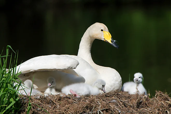 Singschwan mit Küken