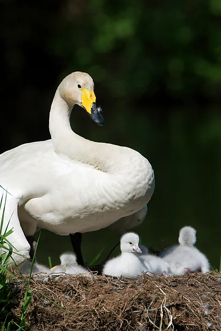 Singschwan mit Küken