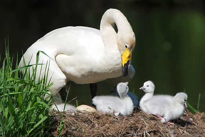 Singschwan mit Küken