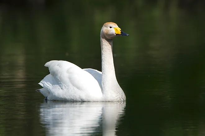 Singschwan