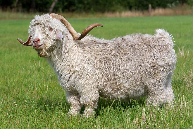 Angoraziege mit charakteristischem lockigen, weißen Fell und geschwungenen Hörnern