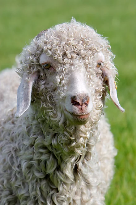 Angoraziege mit charakteristischem lockigen, weißen Fell