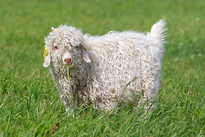 Angoraziege mit charakteristischem lockigen, weißen Fell