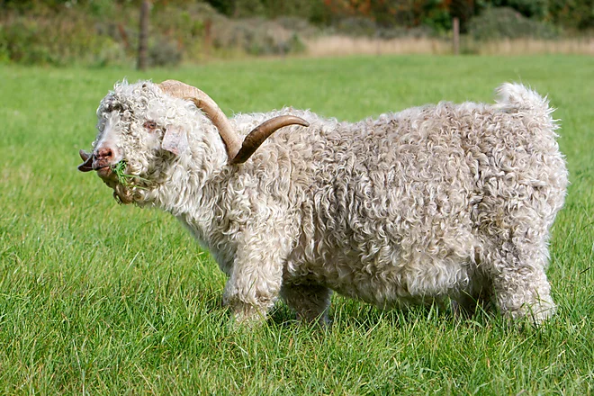 Angoraziege mit charakteristischem lockigen, weißen Fell und geschwungenen Hörnern