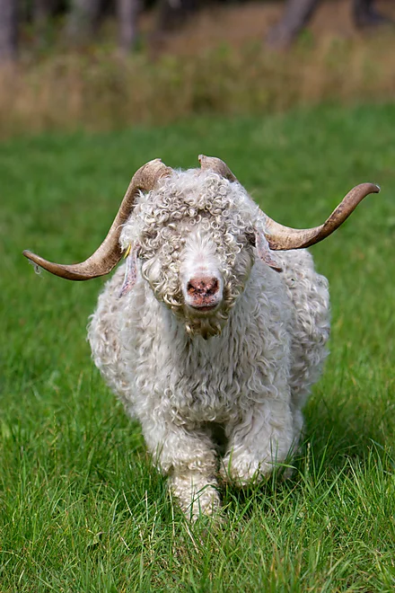 Angoraziege mit charakteristischem lockigen, weißen Fell und geschwungenen Hörnern
