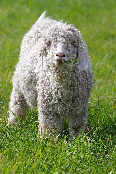 Angoraziege mit charakteristischem lockigen, weißen Fell