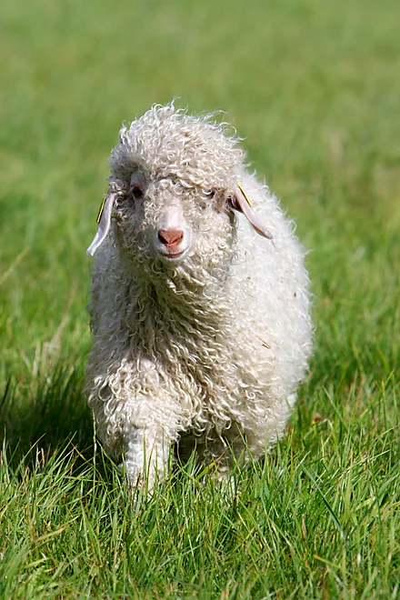 Angoraziege mit charakteristischem lockigen, weißen Fell