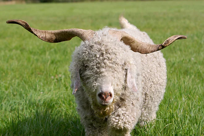 Angoraziege mit charakteristischem lockigen, weißen Fell und geschwungenen Hörnern