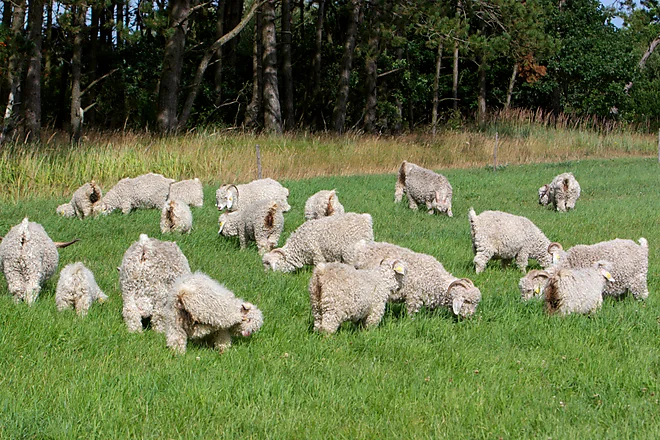 Angoraziege mit charakteristischem lockigen, weißen Fell und geschwungenen Hörnern