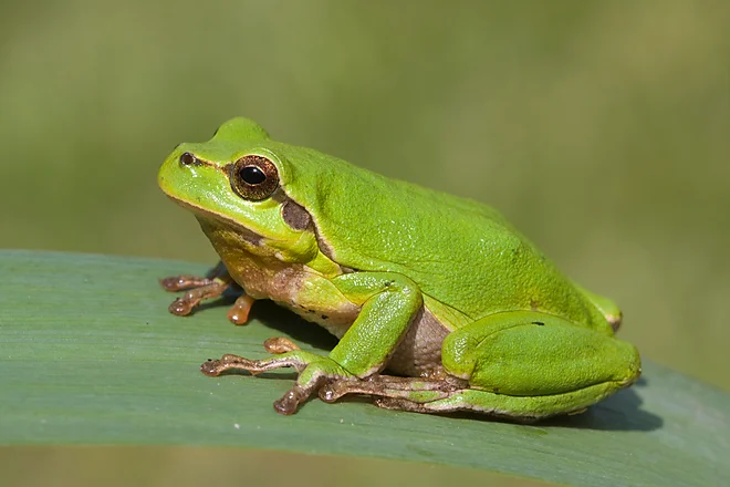 Europäischer Laubfrosch