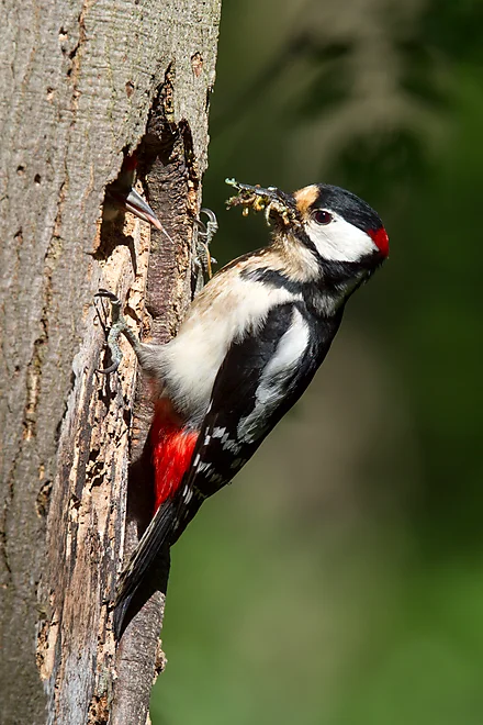 Buntspecht füttert Jungvogel