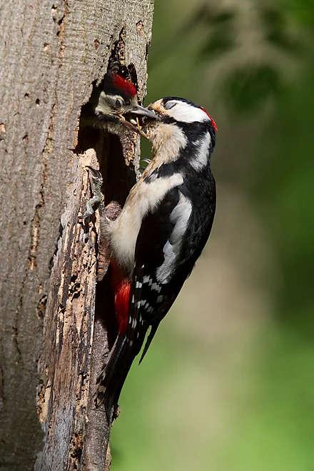 Buntspecht füttert Jungvogel
