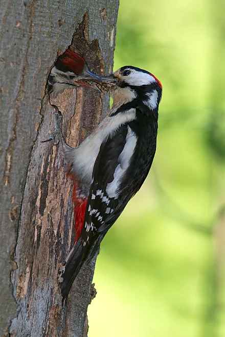Buntspecht füttert Jungvogel