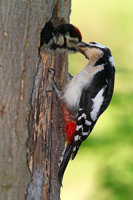Buntspecht füttert Jungvogel