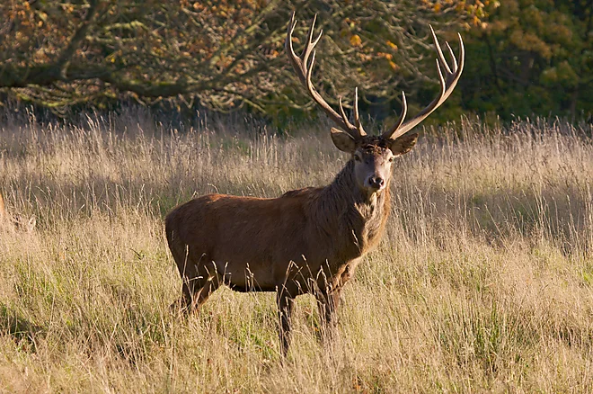 Rothirsch, Mecklenburg-Vorpommern, Deutschland
