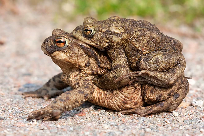 Toad migration, Common Toad (Bufo bufo)
