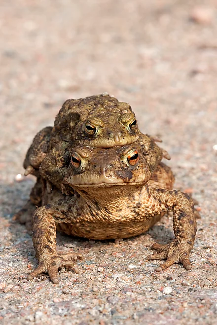Toad migration, Common Toad (Bufo bufo)