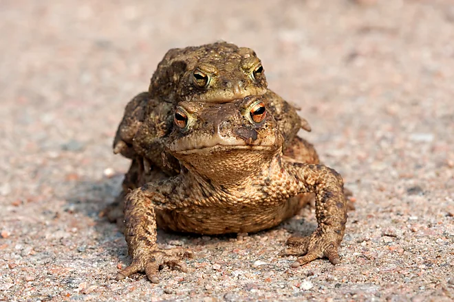 Toad migration, Common Toad (Bufo bufo)