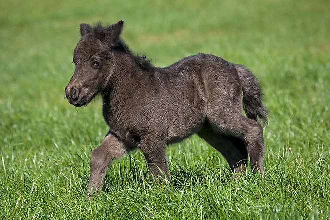 Shetlandpony Fohlen