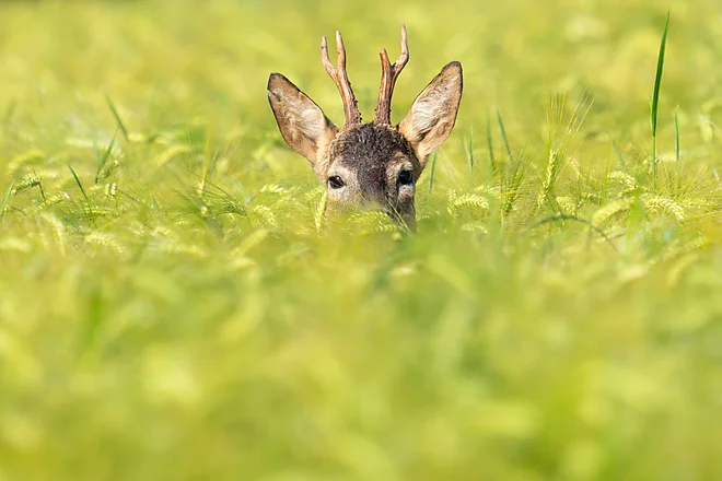 Rehbock (Capreolus capreolus)