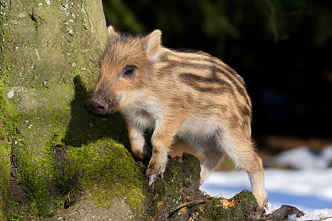 Frischling, Wildschwein