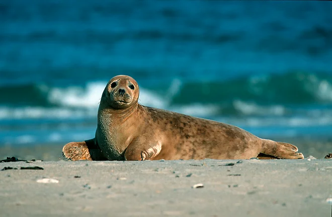 Kegelrobbe (Halichoerus grypus)