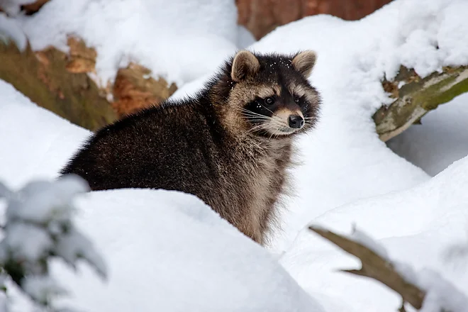 Raccoon (Procyon lotor)