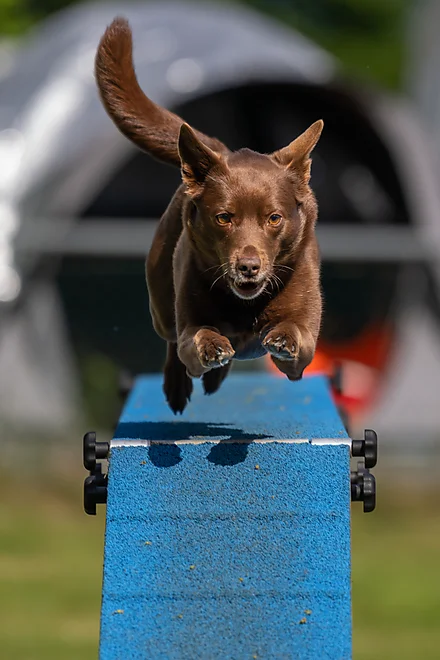 Agility Airport Cup Hamburg