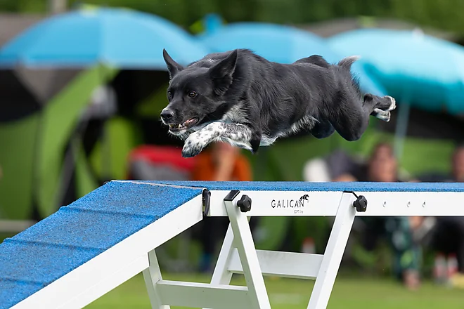 Hundesport Agility