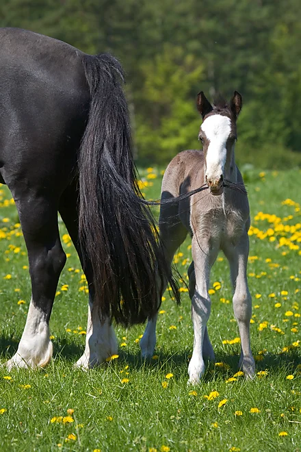 Welshcob foal