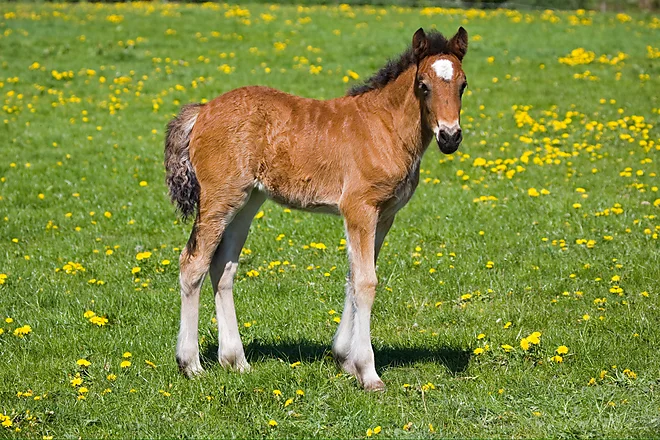 Welshcob foal
