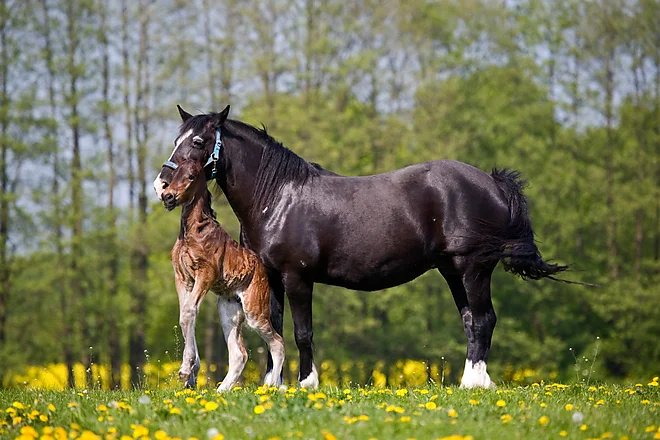 Welshcob mare with foal