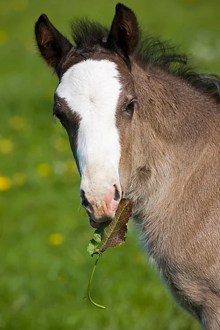 Welshcob foal