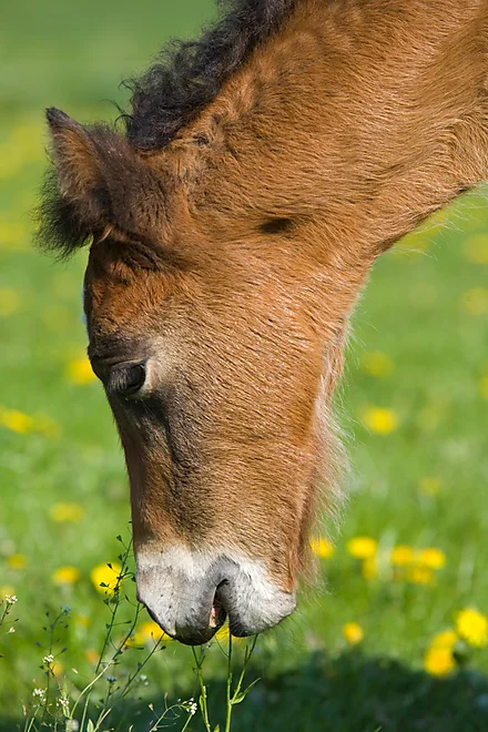 Welshcob foal
