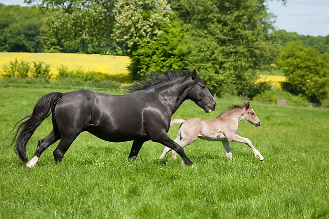 Wesh Cob mare with foal