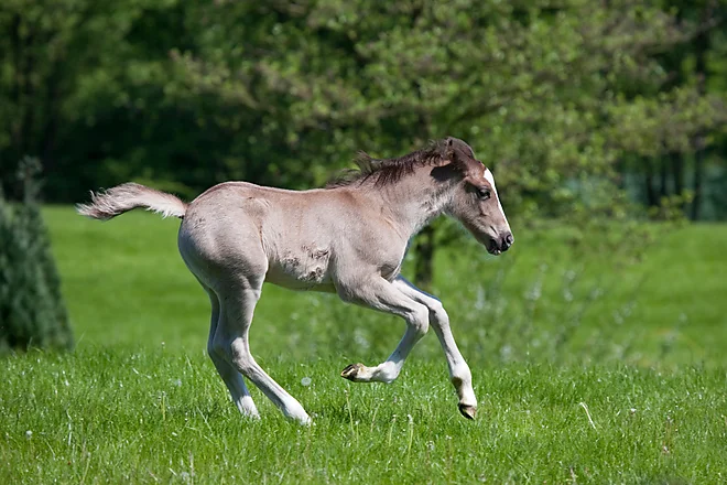 Wesh Cob foal